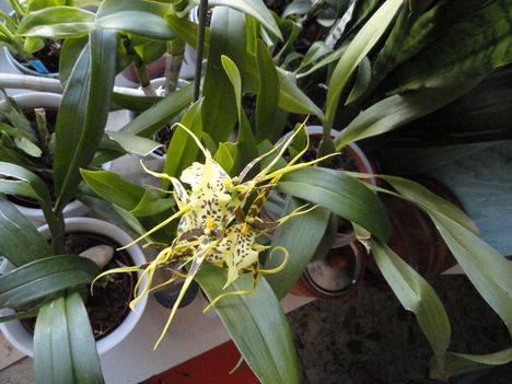 2013 ORCHIDEÁI 7