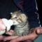 Allatkaim_1401720_5240_s