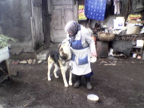benji 11