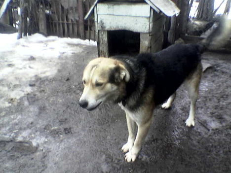 benji 9