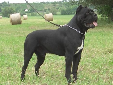 cane-corso