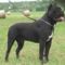 cane-corso