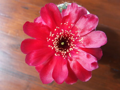 DSCF8137
