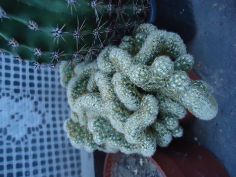 Euphorbia cristata