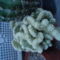 Euphorbia cristata