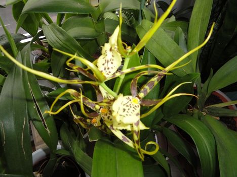 Orchideák 10; Brassia