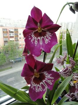 Orchideák 11