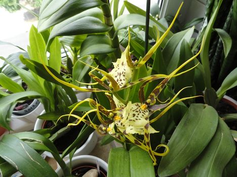 Orchideák 12; Brassia
