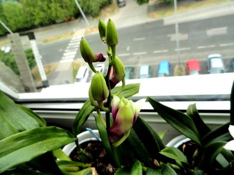 Orchideák 13; Dendrobium