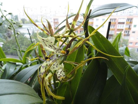 Orchideák 15;  Brassia