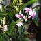 Orchideák 16; Dendrobium