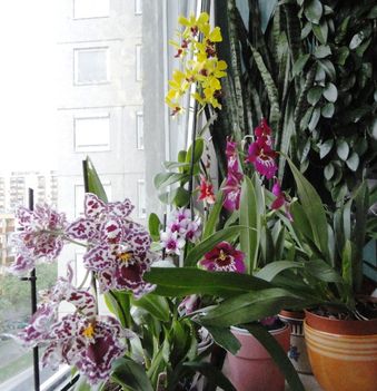 Orchideák 17
