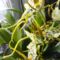 Orchideák 17; Brassia