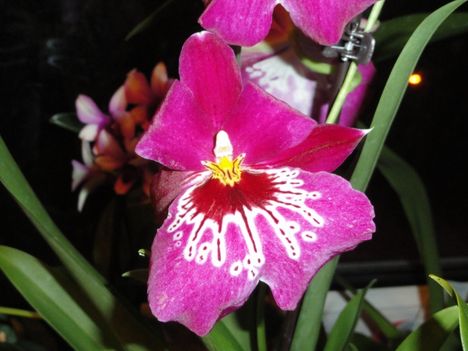 Orchideák 18