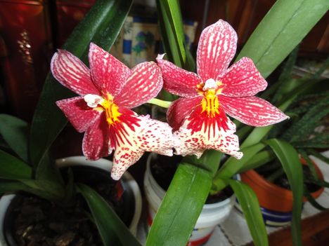 Orchideák 18;  Cambria