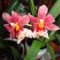 Orchideák 18;  Cambria