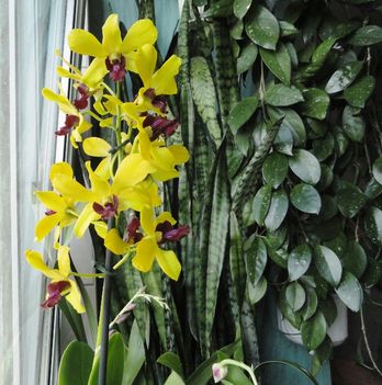 Orchideák 2