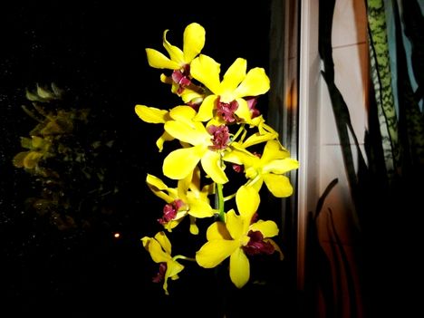 Orchideák 20