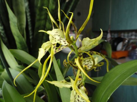 Orchideák 20; Brassia