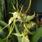 Orchideák 20; Brassia