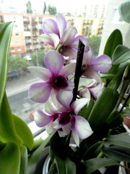 Orchideák 24