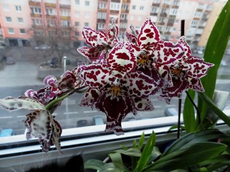 Orchideák 25