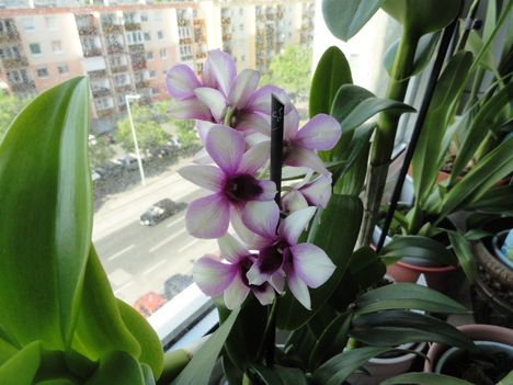 Orchideák 26