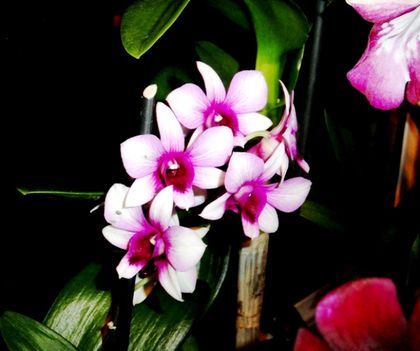 Orchideák 28
