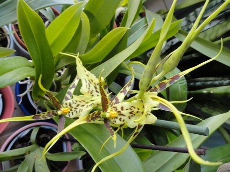 Orchideák 28