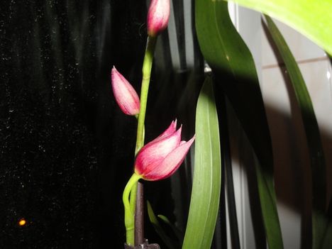 Orchideák 29