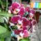 Orchideák 2; Phalaenopsis