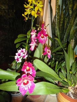 Orchideák 31