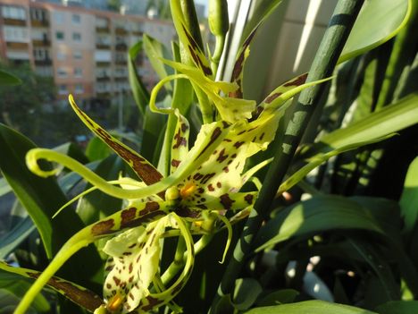 Orchideák 31