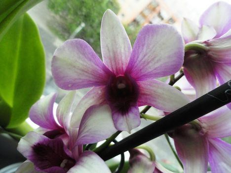 Orchideák 34