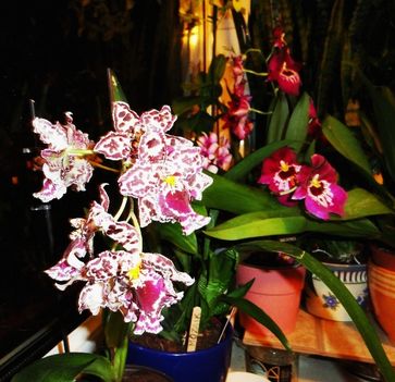 Orchideák 35