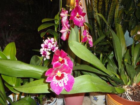 Orchideák 36
