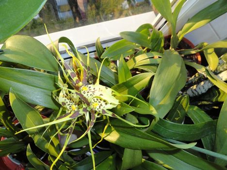Orchideák 36