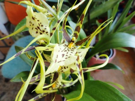 Orchideák 37