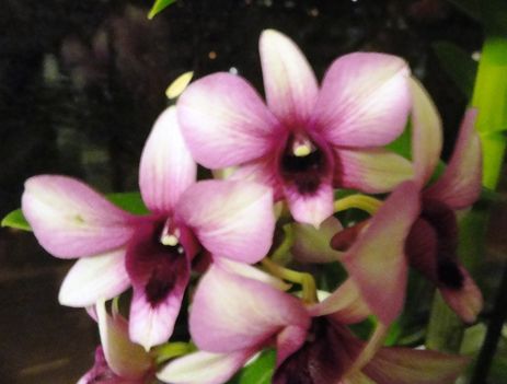 Orchideák 38