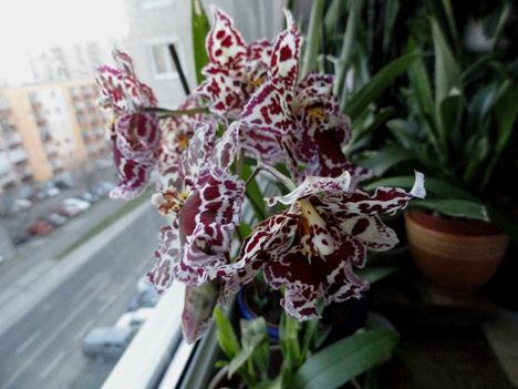 Orchideák 38