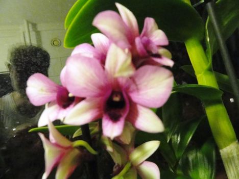 Orchideák 39