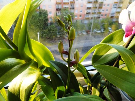 Orchideák 39