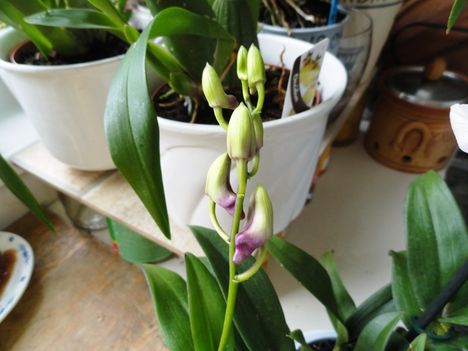 Orchideák 3; Dendrobium