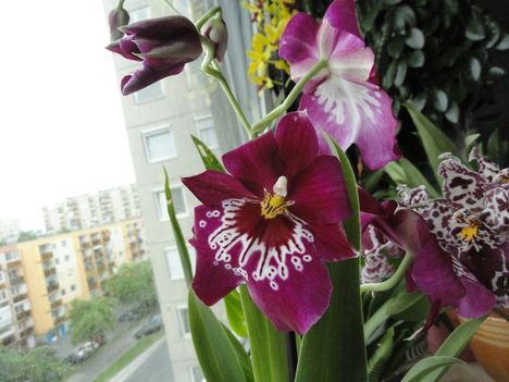 Orchideák 42
