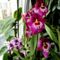 Orchideák 44