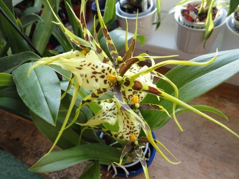 Orchideák 45
