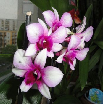 Orchideák 46