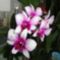 Orchideák 46