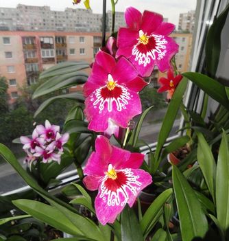 Orchideák 49