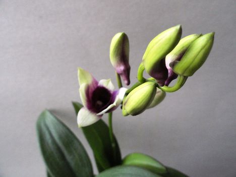 Orchideák 4; Dendrobium